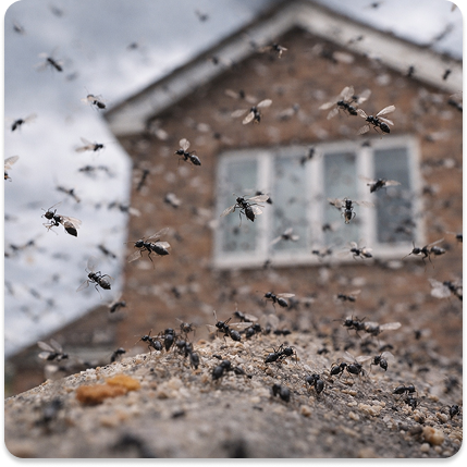 pest control technician applying treatment to remove ants, Sort Your Pest Problem With Our Professional & Fast Ant Control Cardiff​