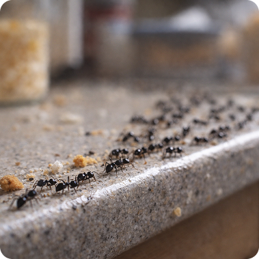 Ant Control Cardiff & South Wales | Black Ant & Flying Ant Treatment, image of ants on a kitchen counter