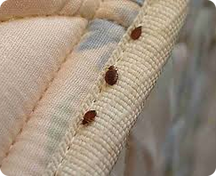Common Bed Bug Problems We Deal With in South Wales​ image of bed bugs on a mattress