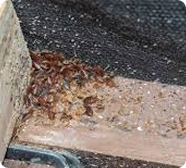 Signs of a Bed Bug Problem image of a pile of bed bugs