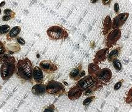 macro photograph of bed bugs on fabric surface, Fast & Reliable Bed Bug Control in Cardiff & South Wales