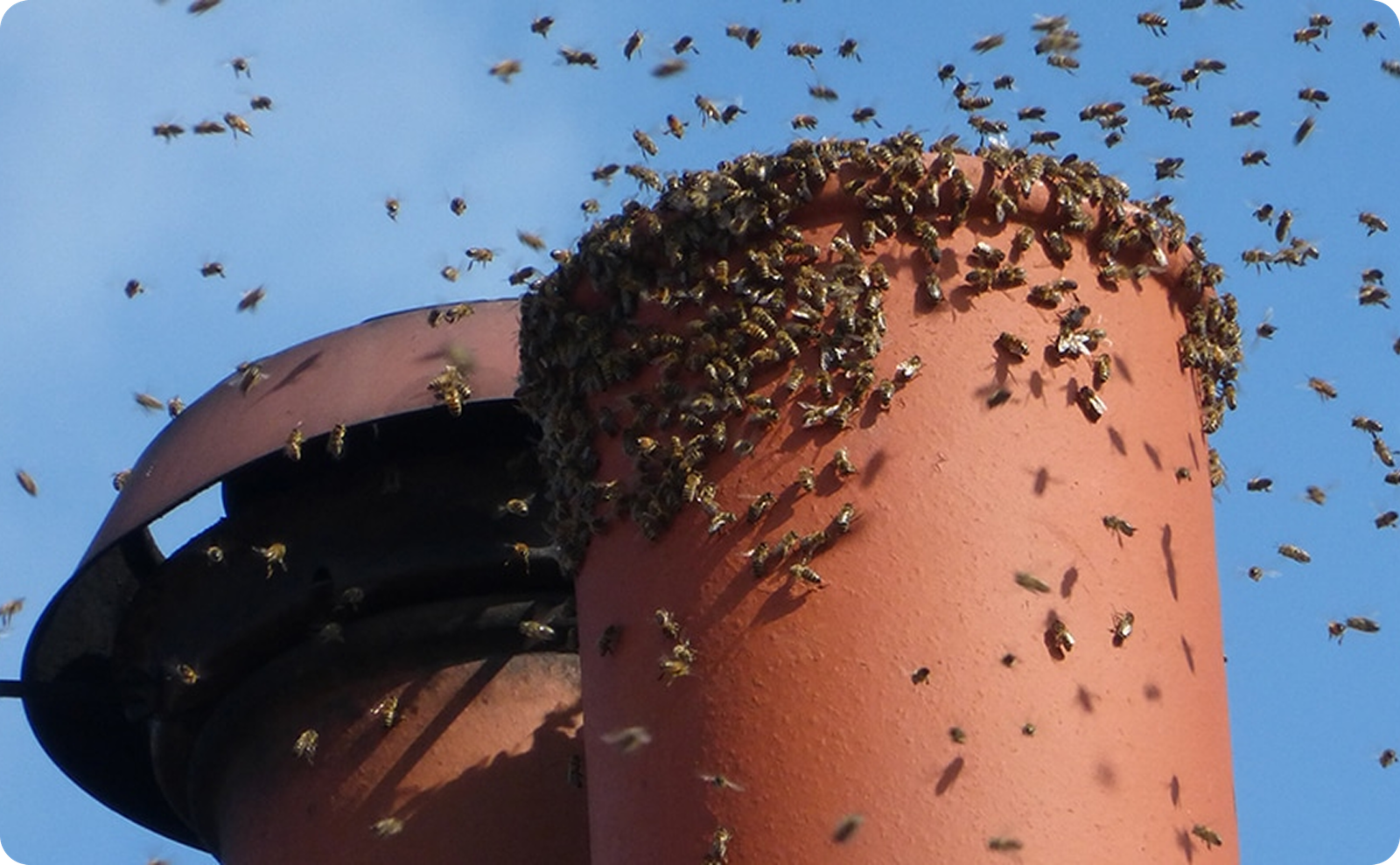 Full-Service Bee Removal in Cardiff​ image of bees in a chimney