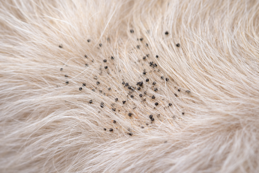 Flea in dog fur which is a common source of flea infestations in homes.
