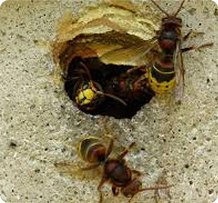 hornets building nest on exterior wall, Hornet Removal Cardiff surrounding areas ​