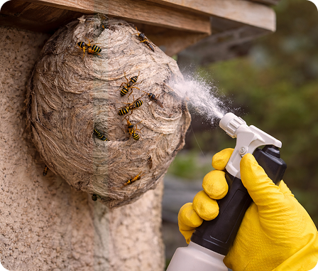 Wasp Nest Removal Cardiff & South Wales image