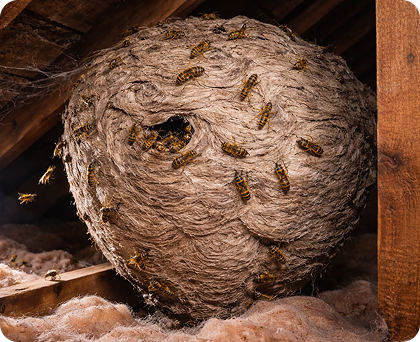 Technician spraying insecticide into a wasp nest during professional wasp nest removal, Wasp Nest Treatment Experts